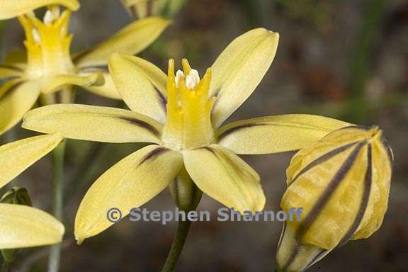 triteleia ixioides ssp scabra 6 graphic